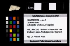 Foto (Objekt + Etikett) von Decapoda indet.  (NHMW-GEO-1990-0041-2692)